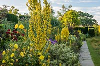 Verbascum olympicum in The Long Border at Great Dixter