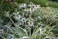 Eryngium giganteum 'Silver Ghost' with Pittosporum tenuifolium 'Variegatum' and Astelia 'Silver Shadow' - On the Edge, RHS Hampton Court Palace Flower Show 2017