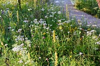 It's All About Community Garden. Achillea millefolium,leucanthemum and verbascum in white yellow border. Designers: Andrew Fisher Tomlin and Dan Bowyer. RHS Hampton Court Palace Flower Show 2017.