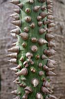 Chorisia speciosa tree trunk with spines