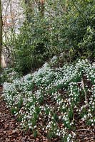 Galanthus 'S. Arnott' Naturalising in the Ditch