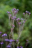 Verbena macdougalii hybrid 'Lavender Spires'