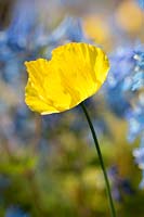 Papaver cambricum, Welsh poppy, against a blue background of Corydalis 'Tory MP'