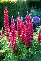 Lupinus 'The Pages', red lupin