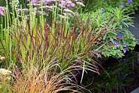 Hampton Court Flower Show, 2017. The Colour Box garden, des. Charlie Bloom. Imperata 'Red Baron' grass, alongside pond in summer border