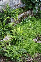 Hampton Court Flower Show, 2017. The Pazo's Secret Garden. Shady garden planted with ferns for coolness