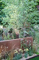 Hampton Court Flower Show, 2017. Brownfield Metamorphosis Garden. Daucus carota, Achillea 'Moonshine' and Knautia Macedonica 'Mars Midget' against a rusted metal wall, with Betula pendula behind
