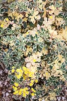 Aeonium domestica variegata