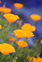 Eschscholzia californica - Californian Poppies - June - Surrey