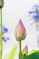 Nelumbo nucifera 'Frankly Scarlet' - Lotus flower bud  - June - Surrey