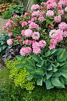 Rhododendron yakushimanum 'Dreamland' underplanted with Hosta 'Kiwi Full Monty' and Origanum vulgare 'Aureum' - Jardin de Maggy, Centre-Val de Loire, France