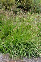 Plantago lanceolata - Ribwort Plantain