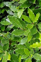Laurus nobilis - Bay Laurel leaves