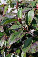 Entomosporium maculatum syn. Diplocarpon mespili - Leaf blight affecting Photinia x fraseri leaves