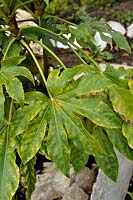 Fatsia japonica - Japanese Aralia showing chlorosis symptoms