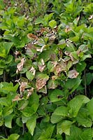 Hydrangea macrophylla foliage damaged by frost in late spring