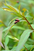 Chrysomela populi - Red Poplar Leaf Beetles on Willow leaves