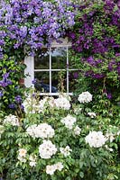 Front of cottage. Clematis 'Perle D'azur', Clematis 'Polish Spirit', Rosa 'Sally Holmes'.