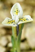 Iris 'Eye Catcher' Reticulata. Flower starting to open 