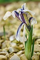 Iris 'Eye Catcher' Reticulata. Dying flower in gravel  