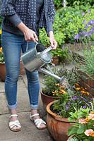 Lady watering in recently potted up display containers with Osteospermum 'Margareta Sunset', Campanula 'Blue Sky', Lavandula angustifolia 'Platinum Blonde', Heucheras and Alyssum