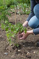 Planting tomatoes: staking and tying