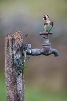 Goldfinch - Carduelis carduelis on garden tap