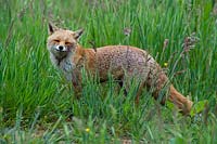 Vulpes vulpes - Fox in grass meadow