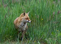 vulpes vulpes - Fox in grass meadow