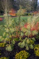 Pinus wallichiana 'Zebrina' RHS Garden Harlow Carr