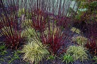 Cornus alba 'Kesselringii' and Carex oshimensis 'Evergold' RHS Garden Harlow Carr