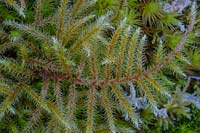 Pleurozium schreberi - Red-stemmed Feather moss 