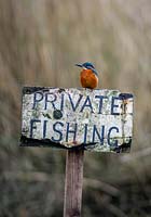 Kingfisher - Alcedo atthis on private fishing sign