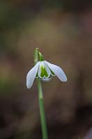 Galanthus 'Sally's Double'