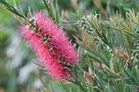Callistemon linearis, Narrow leaved Bottlebrush. Close view of partly coverd in red flower spikes showing green seeds 