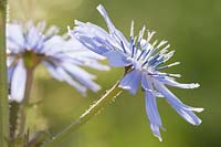 Chicorium intybus - Common Chicory. Close view of a backlit open blue flower