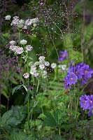 The Zoflora and Caudwell Children's Wild Garden. Astrantia major, Geranium 'Johnson's Blue' and Thalictrum delavayi 'Hewitt's Double'. 