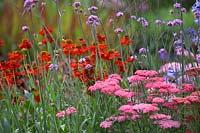 Colour Box Garden. Border with Helenium 'Moerheim Beauty', Verbena bonariensis, Agapanthus 'Purple Cloud' and deep pink achillea. Designers: Charlie Bloom and Simon Webster. Sponsors: Stark and Greensmith, London Stone, Burnham Landscapes, Rolawn, The Build Team, GeoMet Seating. 