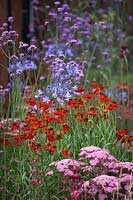 Colour Box Garden. Border with Helenium 'Moerheim Beauty', Verbena bonariensis, Agapanthus 'Purple Cloud' and deep pink achillea. Designers: Charlie Bloom and Simon Webster. Sponsors: Stark and Greensmith, London Stone, Burnham Landscapes, Rolawn, The Build Team, GeoMet Seating. 