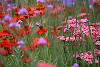 Colour Box Garden.  Border with Helenium 'Moerheim Beauty', Verbena bonariensis and deep pink achillea. Designers: Charlie Bloom and Simon Webster. Sponsors: Stark and Greensmith, London Stone, Burnham Landscapes, Rolawn, The Build Team, GeoMet Seating. 