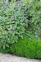 Salvia officinalis and Buxus sempervirens 