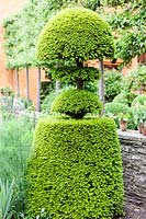 Yew topiary by the house. Allt-y-bela, near Usk, Monmouthshire, Wales. Home of Garden designer Arne Maynard. Garden designed by Arne Maynard. May.