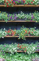 Calibrachoa Theatre: Treated timber shelves against black painted wall. Calibrachoa 'Callie White' syn. C. 'Cabaret White', C.'Balcabwit', Calibrachoa 'Callie Scarlet', syn , C. Cabaret 'Bright Red', 'Balcabrite', Calibrachoa 'Callie Purple', syn C. 'Cabaret Deep Blue', 'Balcabdebu', Calibrachoa 'Callie Yellow', syn C. Cabaret deep Yellow' 'Balcabdepy'. Veddw House Garden, Monmouthshire, South Wales. Garden created by Anne Wareham and Charles Hawes.

