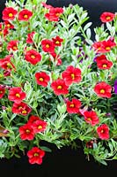 Calibrachoa 'Callie Scarlet', syn. C. Cabaret 'Bright Red', aka PBR 'Balcabrite', Veddw House Garden, Monmouthshire, South Wales. July 2017.  Garden created by Anne Wareham and Charles Hawes.
