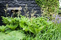 Rodgersia pinnata 'Superba' with Iris sibirica 'Blue King' against black painted wall of the barn with Ivy growing on wall. Veddw House Garden, Monmouthshire, South Wales. Garden designed and created by Charles Hawes and Anne Wareham.