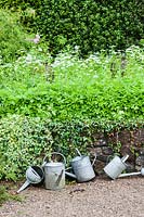 Galvanised watering cans in from of bed of Aegopodium podagraria in flower - Ground Elder. Veddw House Garden, Monmouthshire, South Wales.  Garden designed and created by Charles Hawes and Anne Wareham.