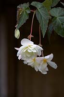 Begonia Illumination 'White Sparkle'