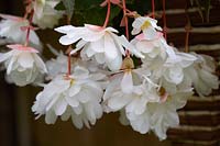 Begonia Illumination 'White Sparkle' in hanging basket.