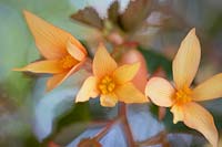 Begonia 'Crackling Fire Creamy Yellow'