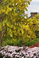 Laburnum tree with Clematis montana and acer.